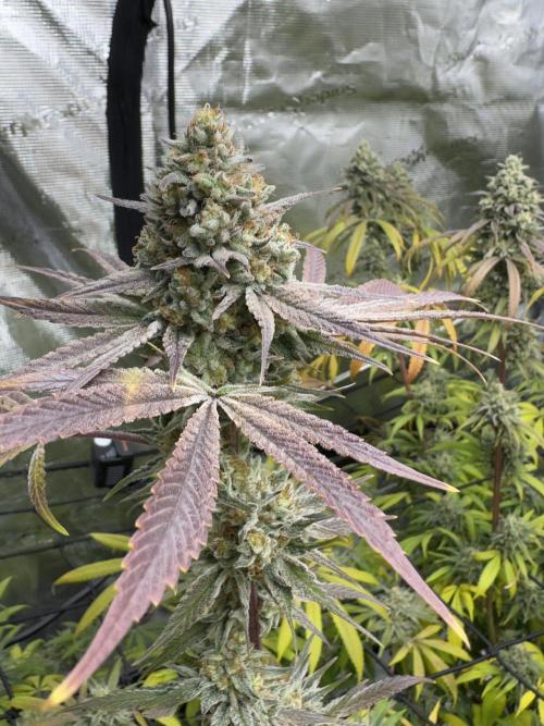 Mission Log: 10th Planet+ Durban Cookies. Week 17