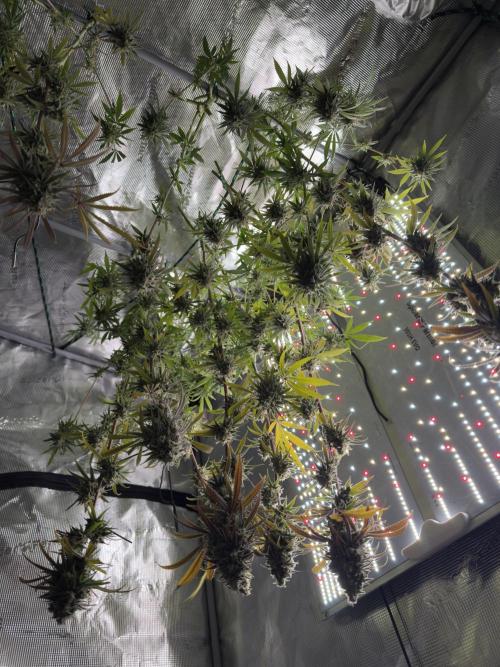 Mission Log: 10th Planet+ Durban Cookies. Week 17