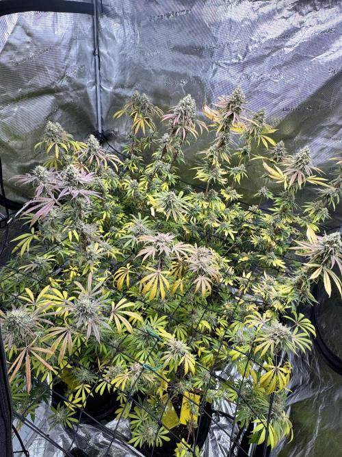 Mission Log: 10th Planet+ Durban Cookies. Week 17