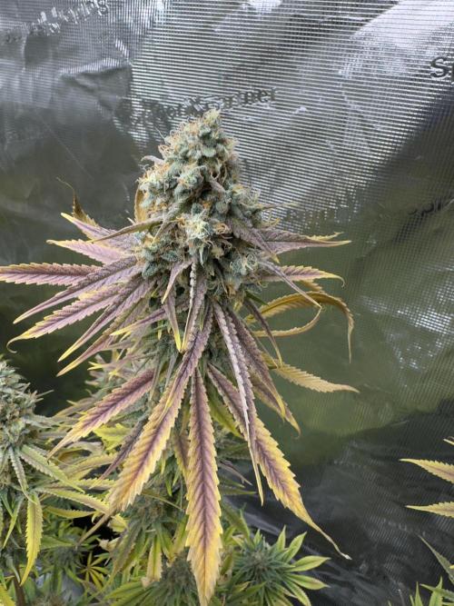 Mission Log: 10th Planet+ Durban Cookies. Week 17