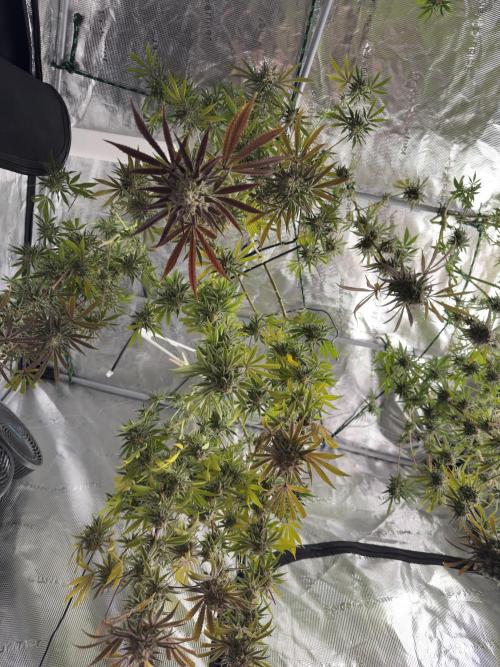 Mission Log: 10th Planet+ Durban Cookies. Week 17