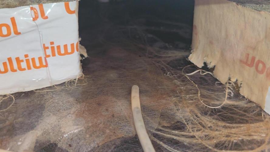 Tangerine dream auto