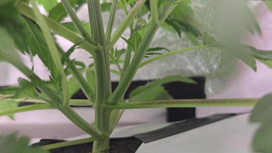 Tangerine dream auto