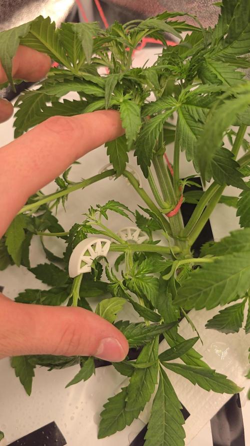 Tangerine dream auto