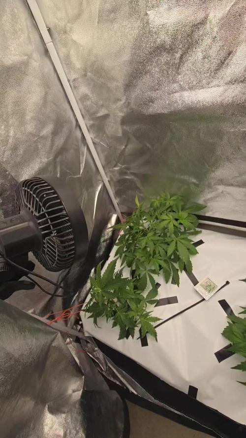 Tangerine dream auto