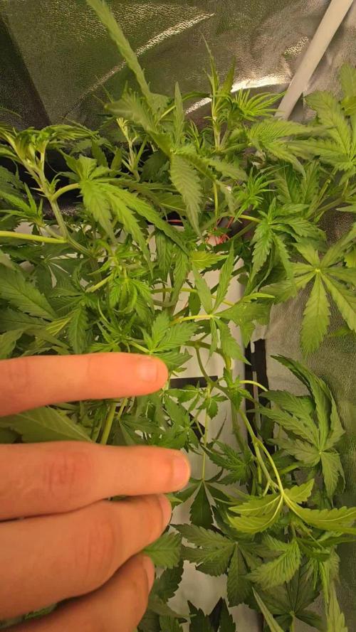 Tangerine dream auto (hydro)