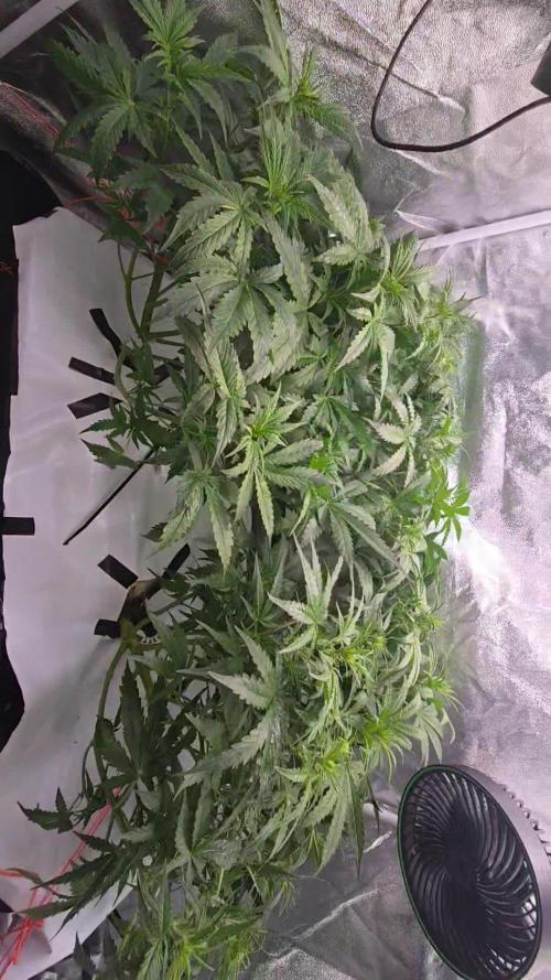 Tangerine dream auto (hydro)