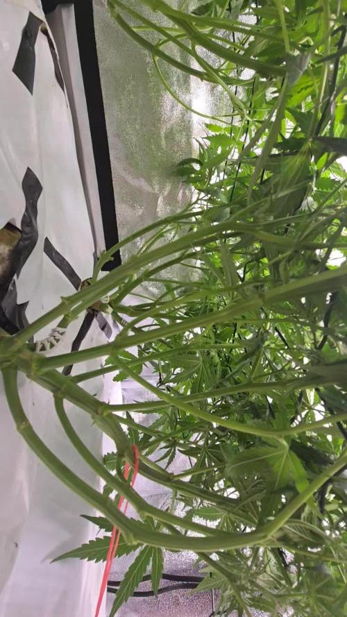 Tangerine dream auto (hydro)