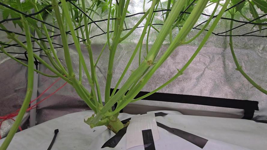 Tangerine dream auto (hydro)