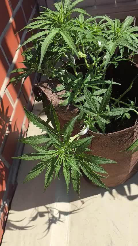 Outdoor grow 2025