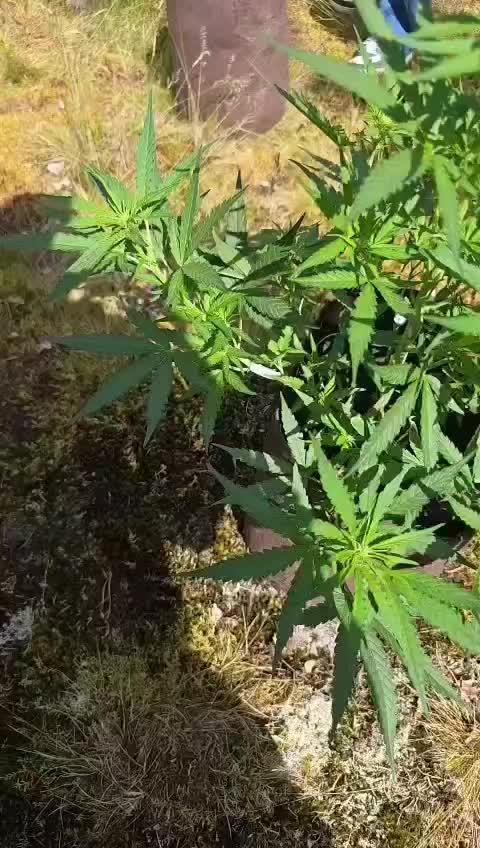 Outdoor grow 2025