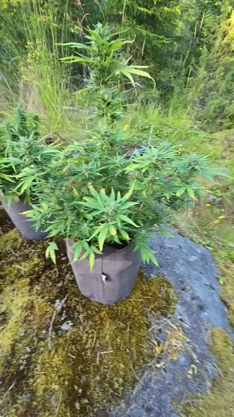 Outdoor grow 2025
