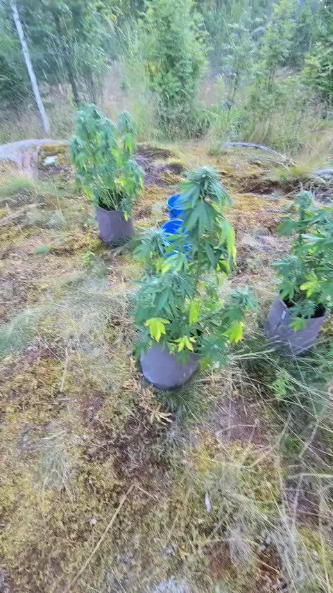 Outdoor grow 2025
