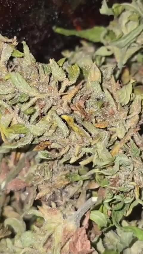 Outdoor grow 2025