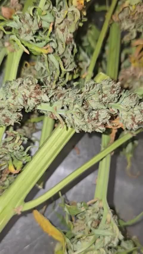 Outdoor grow 2025