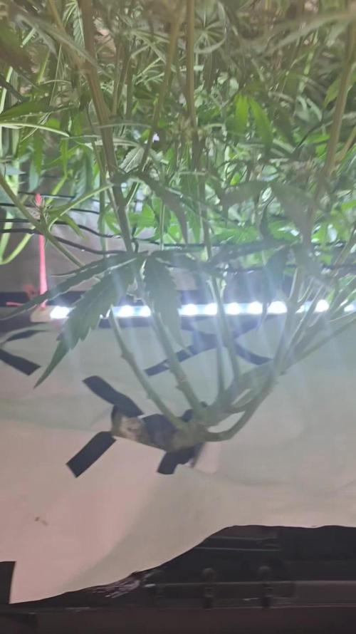 Tangerine dream auto (hydro)