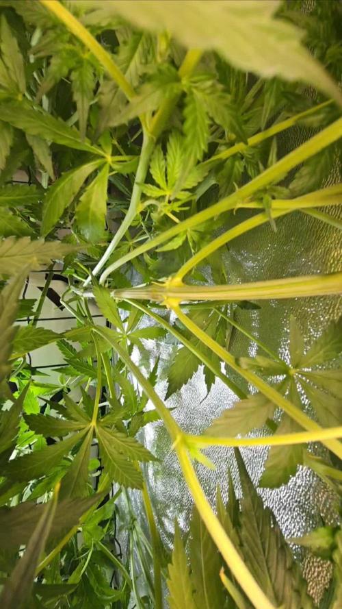 Tangerine dream auto (hydro)