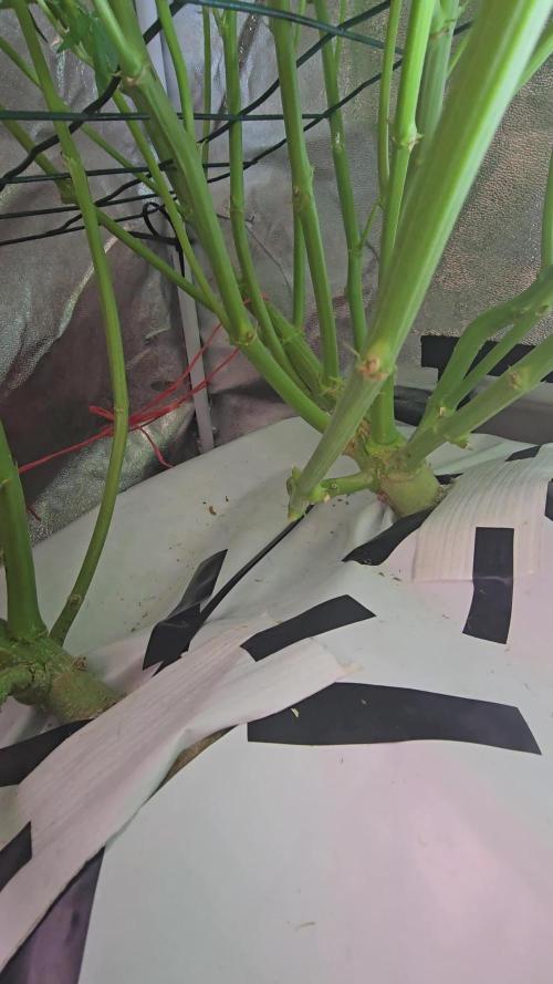 Tangerine dream auto (hydro)