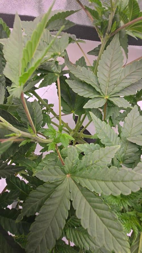 Blue gelato 41 (hydro)