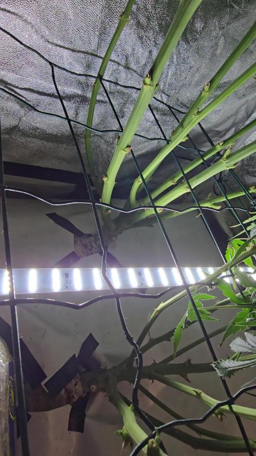 Tangerine dream auto (hydro)