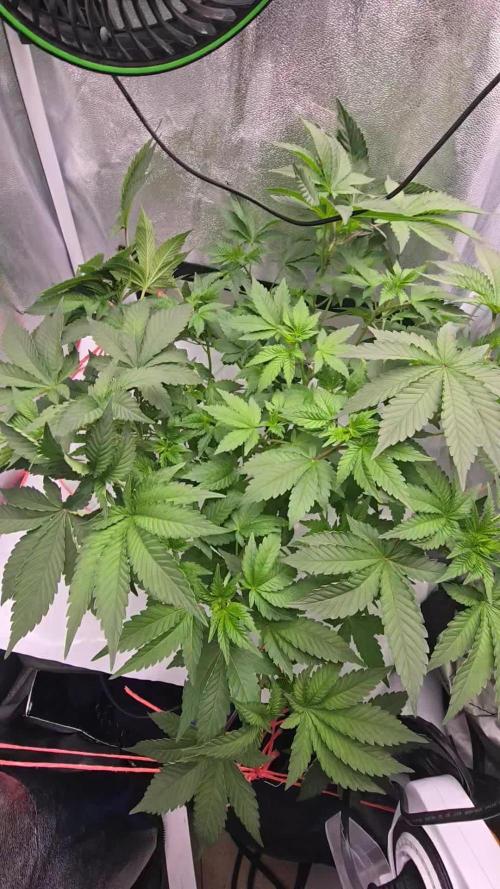 Blue gelato 41 (hydro)