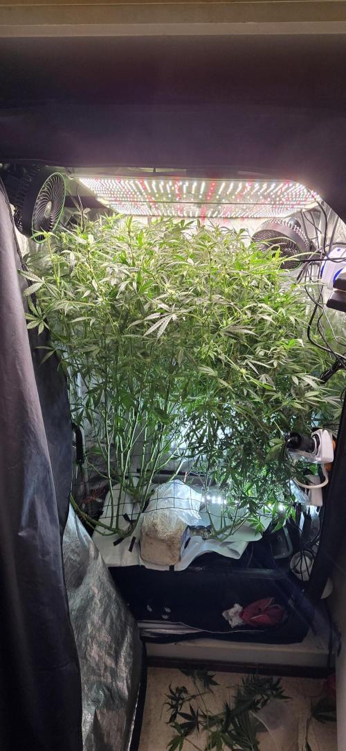 Tangerine dream auto (hydro). Week 8