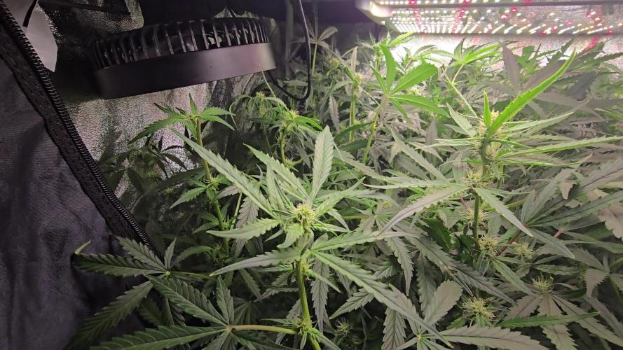 Tangerine dream auto (hydro)