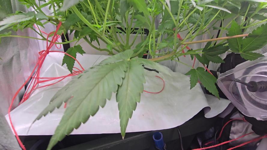 Blue gelato 41 (hydro)