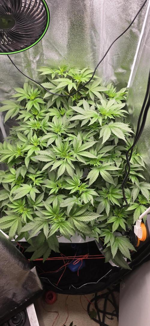 Blue gelato 41 (hydro). Week 6