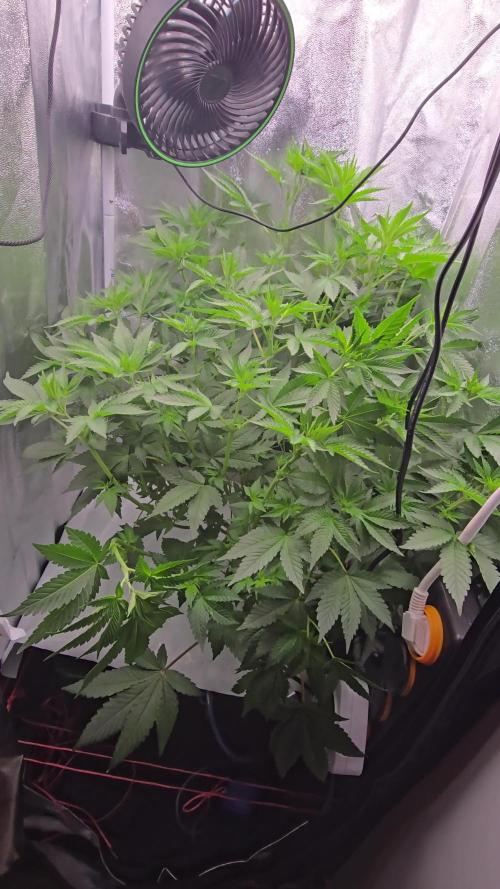 Blue gelato 41 (hydro)