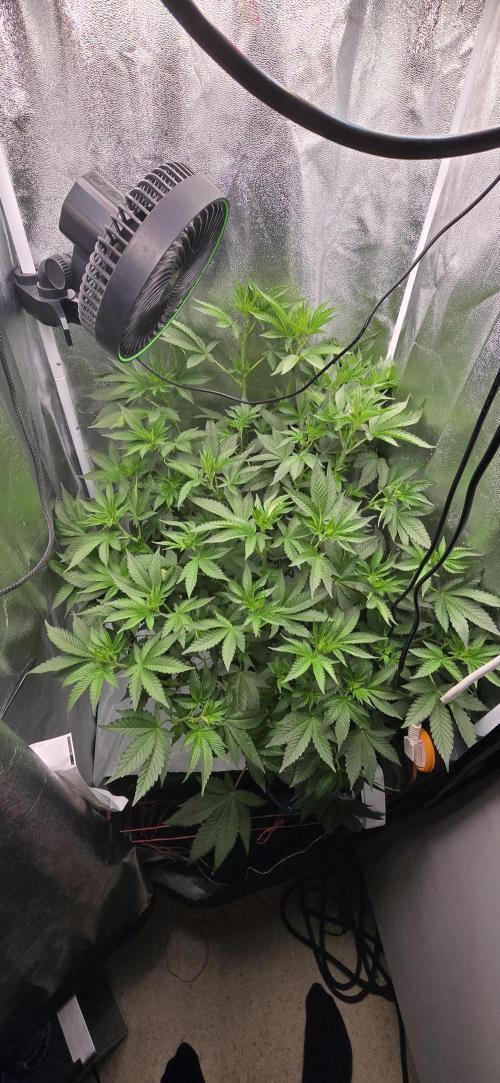 Blue gelato 41 (hydro). Week 6 - Day 6 flowering