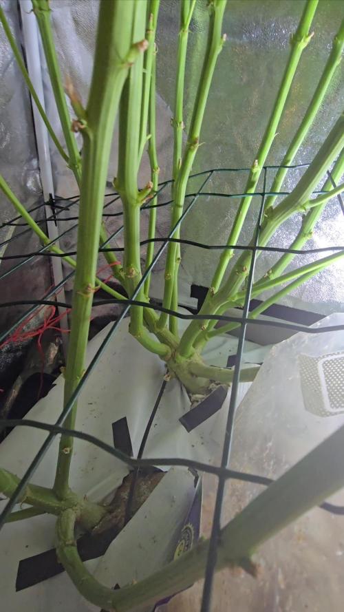 Tangerine dream auto (hydro)