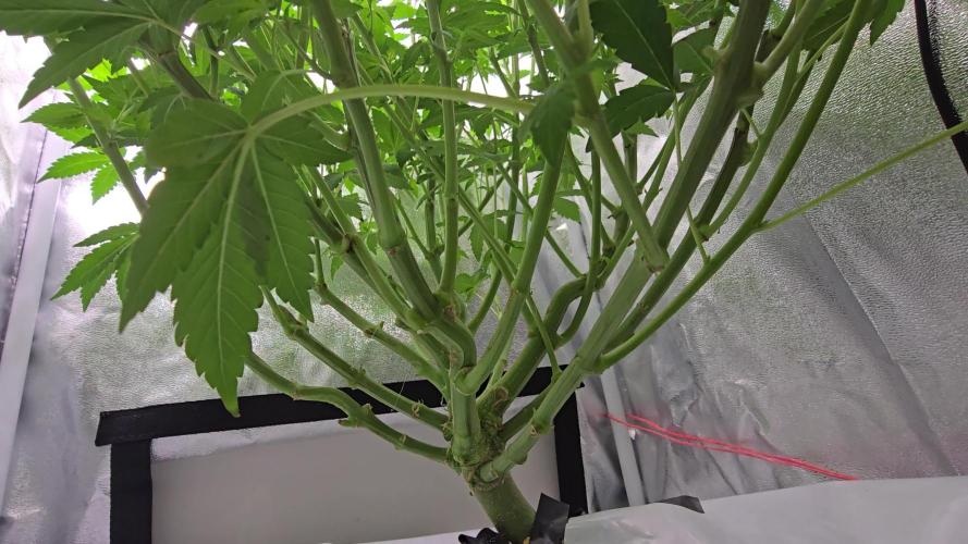 Blue gelato 41 (hydro)