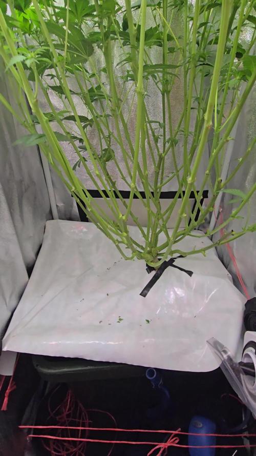 Blue gelato 41 (hydro)