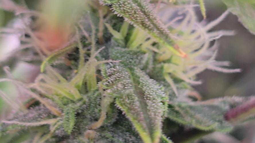 Tangerine dream auto (hydro)