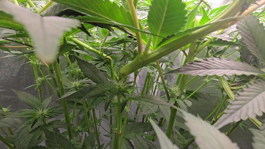 Blue gelato 41 (hydro)