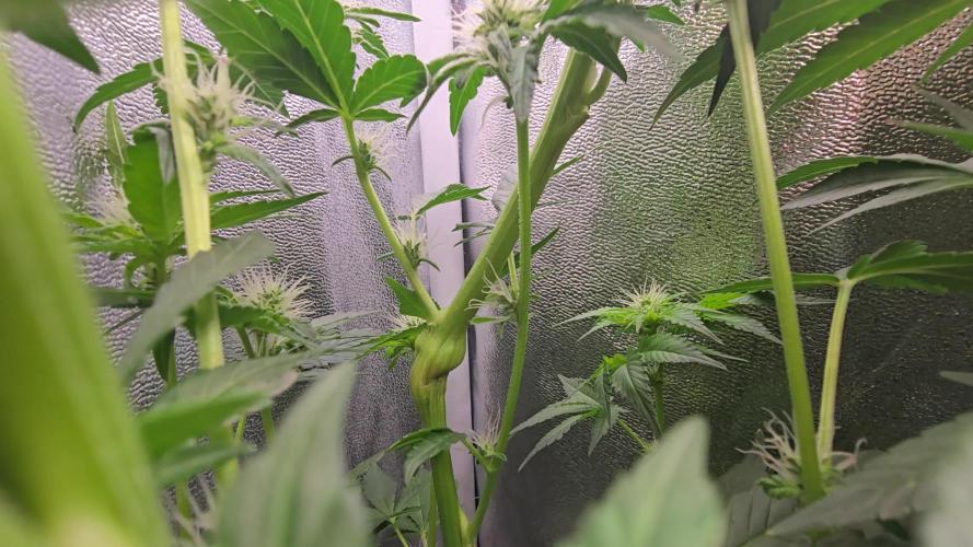 Blue gelato 41 (hydro)