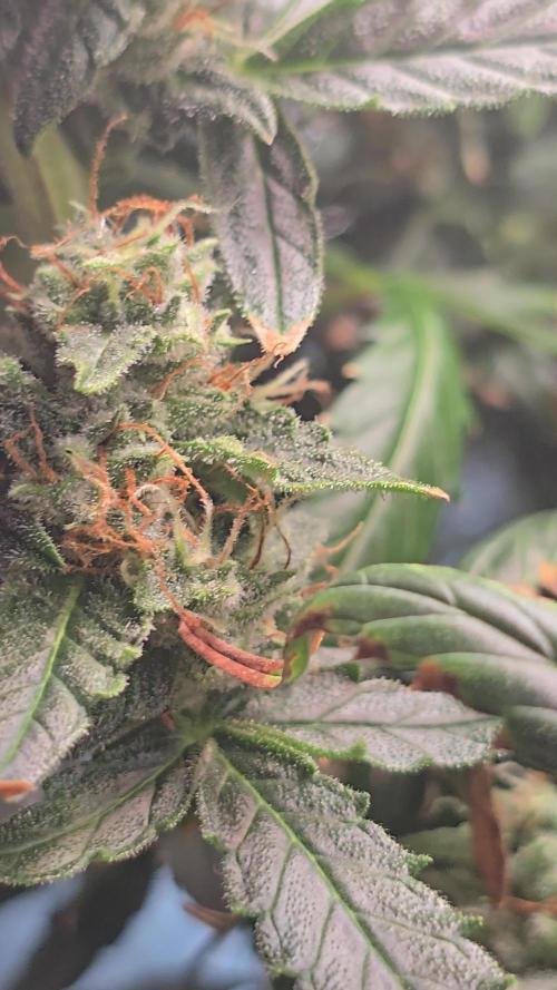 Tangerine dream auto (hydro)