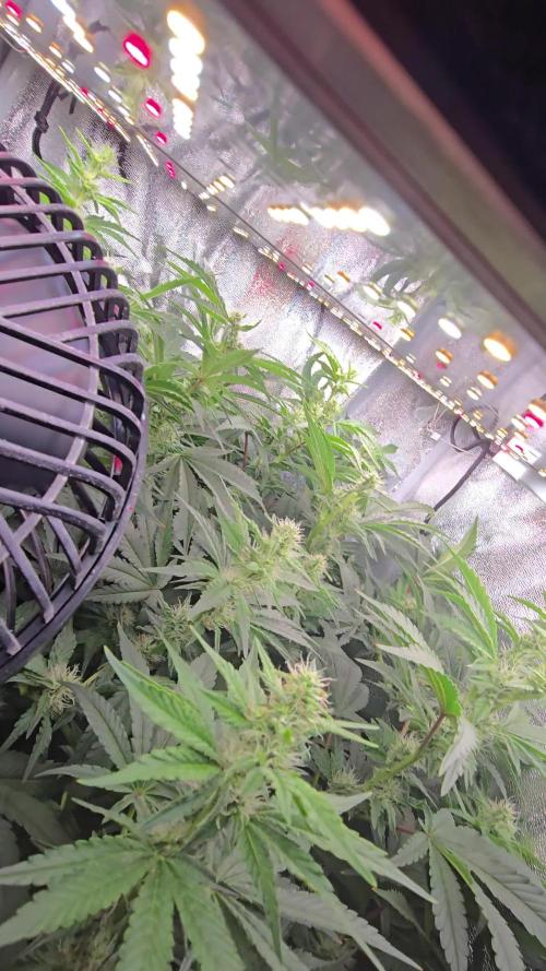 Blue gelato 41 (hydro)