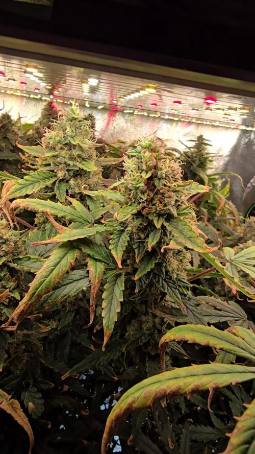 Tangerine dream auto (hydro)