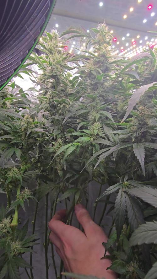 Blue gelato 41 (hydro)