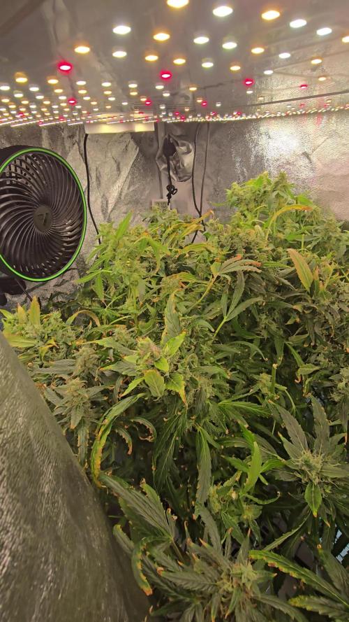 Tangerine dream auto (hydro)