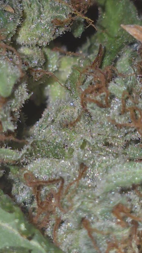 Tangerine dream auto (hydro)