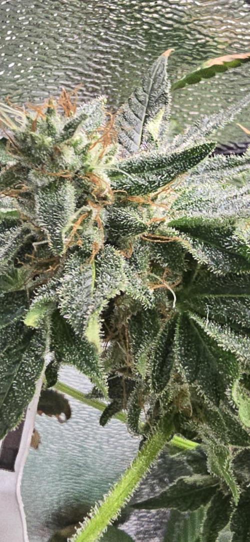 Blue gelato 41 (hydro). Week 12