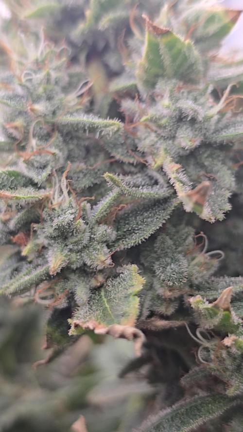 Blue gelato 41 (hydro)