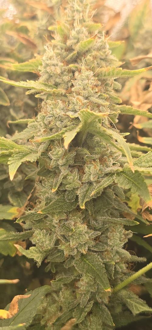 Blue gelato 41 (hydro). Week 13 - Week 13 day 5