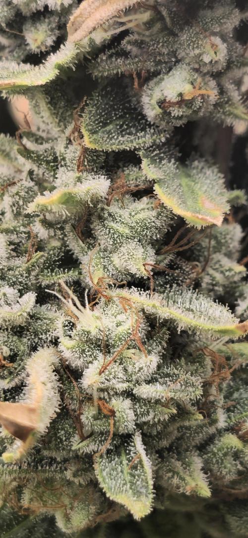 Blue gelato 41 (hydro). Week 13 - Week 13 day 5