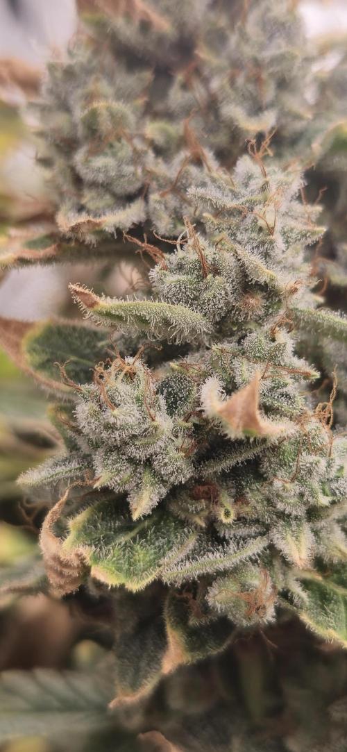 Blue gelato 41 (hydro). Week 13 - Week 13 day 5