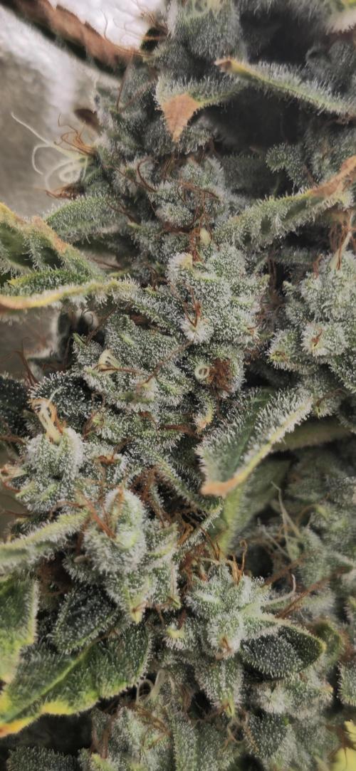 Blue gelato 41 (hydro). Week 13 - Week 13 day 5