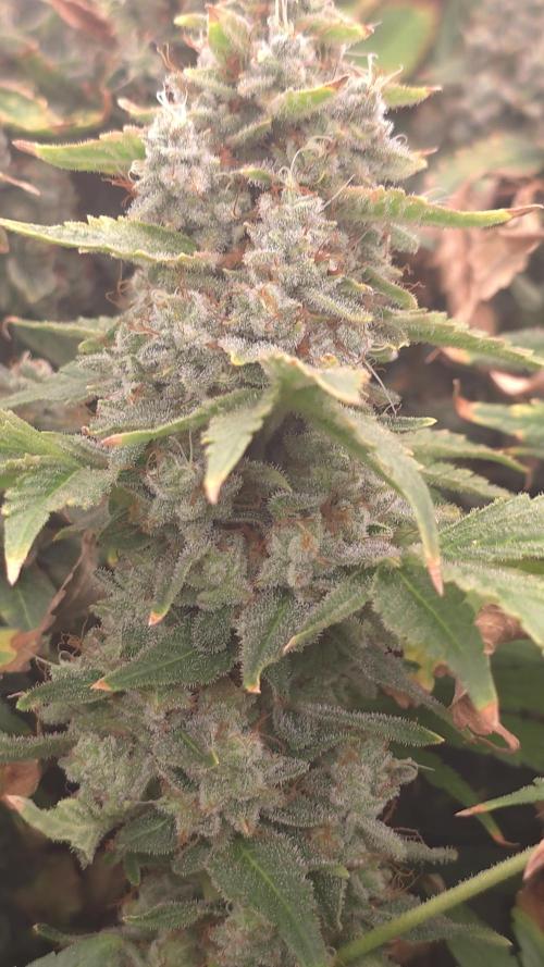 Blue gelato 41 (hydro)